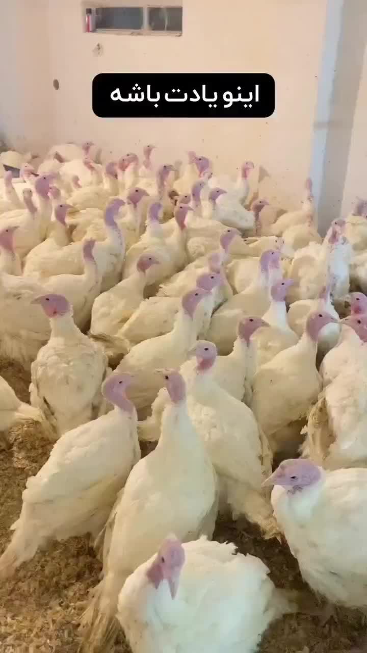 بوقلمون بیوتی گوشتی|حیوانات مزرعه|مشهد, فرخد|دیوار