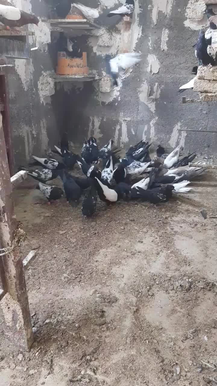 سینه سیاه و نیم تنه کفتر جوجه کشی|پرنده|بجستان, |دیوار