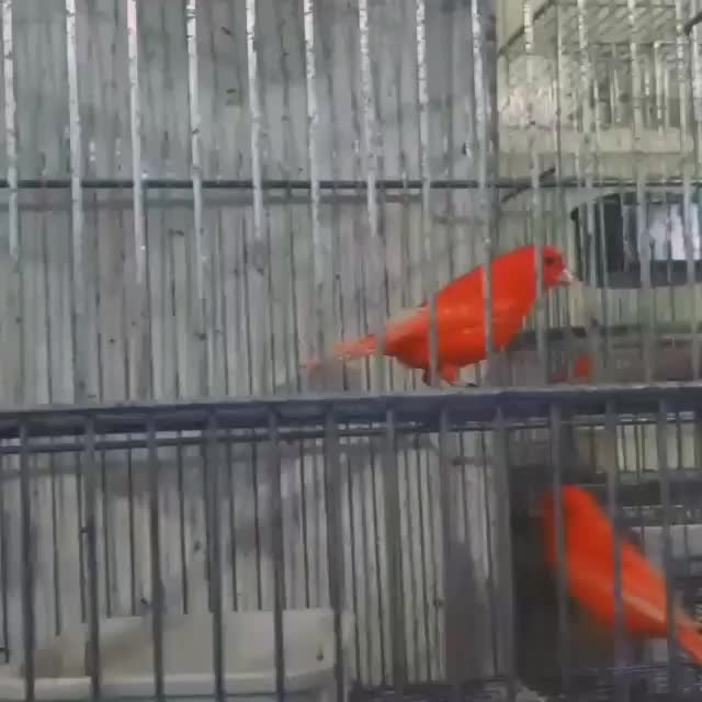 قناری سبز چمنی. بلند|پرنده|قم, انسجام|دیوار