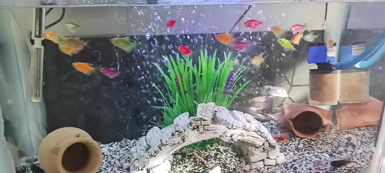 ماهی بلک گوست (روح شب)|ماهی|اصفهان, سرتاوه|دیوار