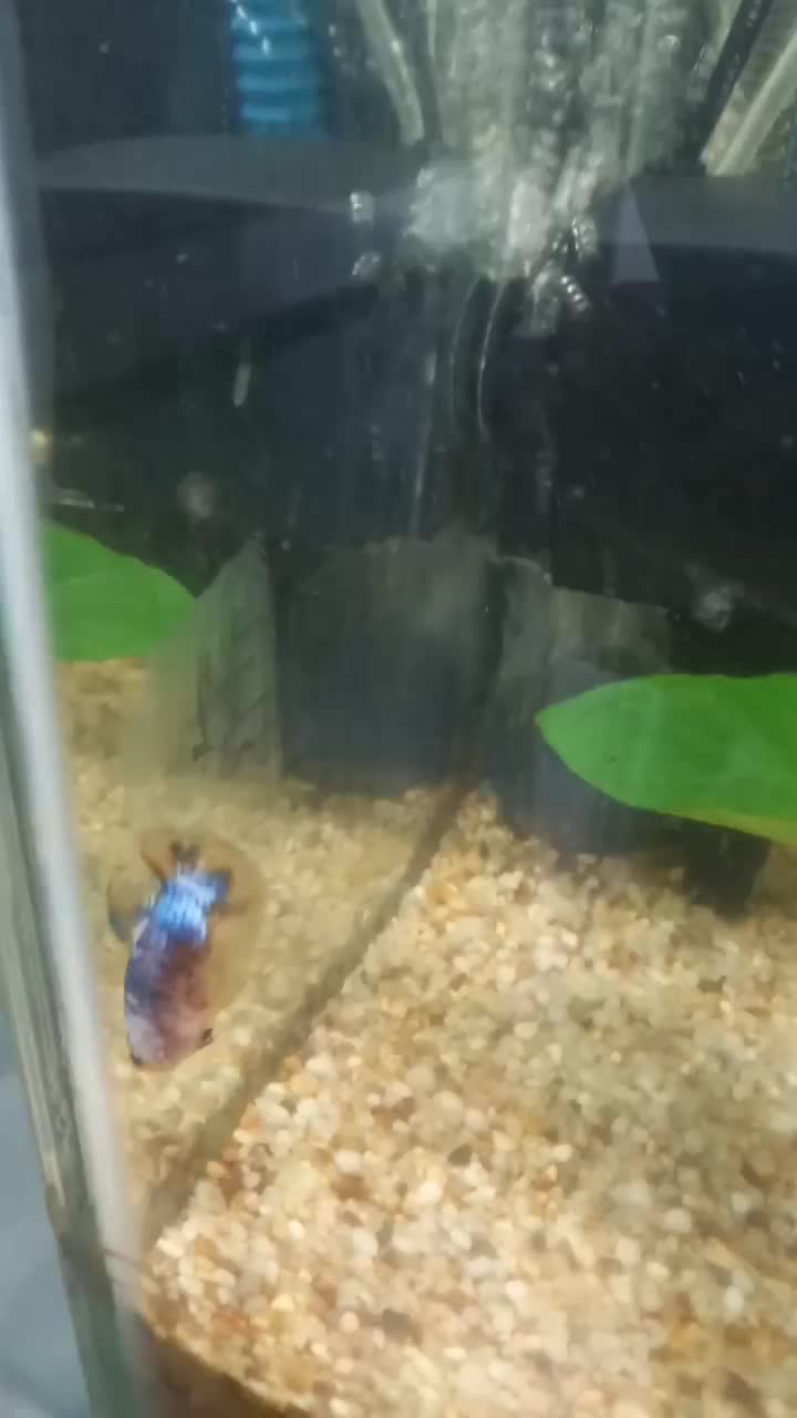 فایتر ماده|ماهی|رشت, نخودچر|دیوار