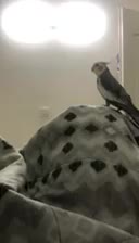 عروس هلندی|پرنده|کهریزک, |دیوار