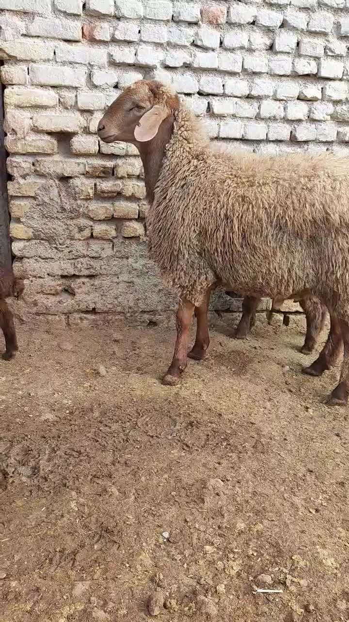 بره قوچ هترو|حیوانات مزرعه|اسفراین, |دیوار