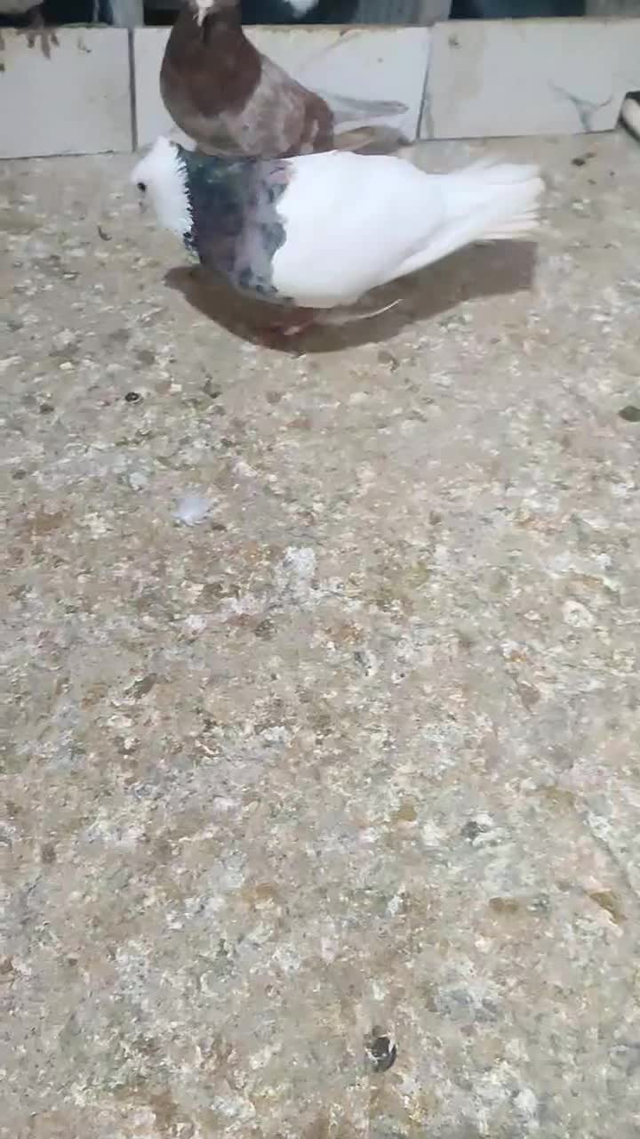 سرور کلفه|پرنده|اردبیل, |دیوار