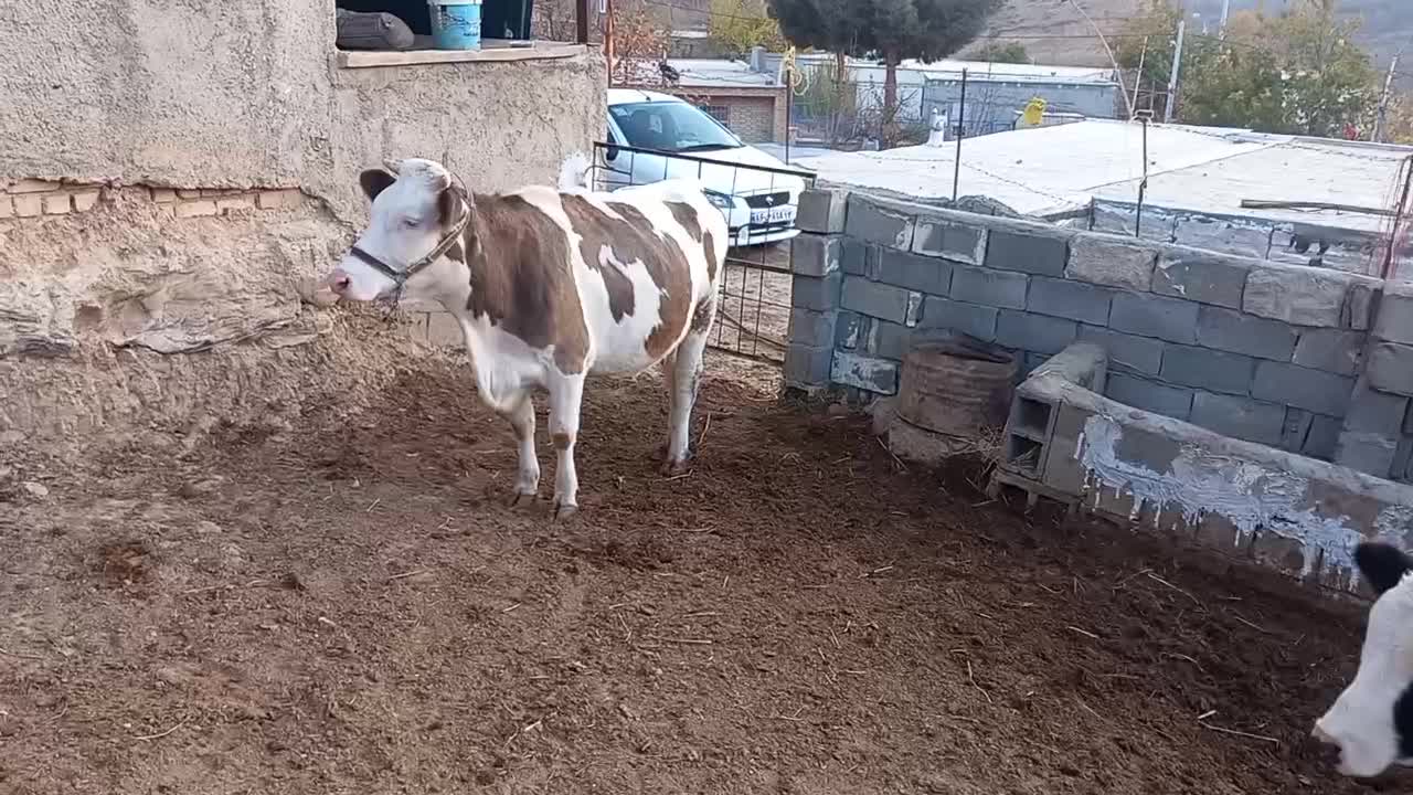 گاو سیمنتال|حیوانات مزرعه|بجنورد, |دیوار