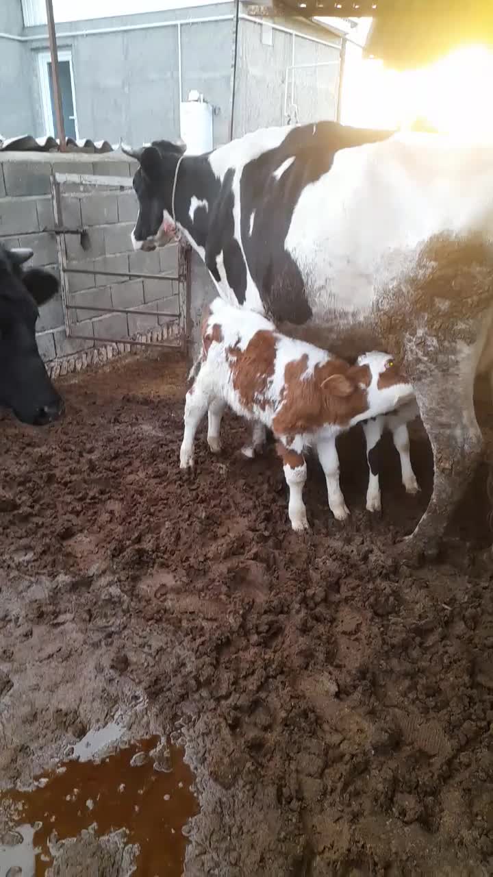 گاو شیری هلشتاین با دوتا گوساله سیمینتال قرمز|حیوانات مزرعه|آق قلا, |دیوار