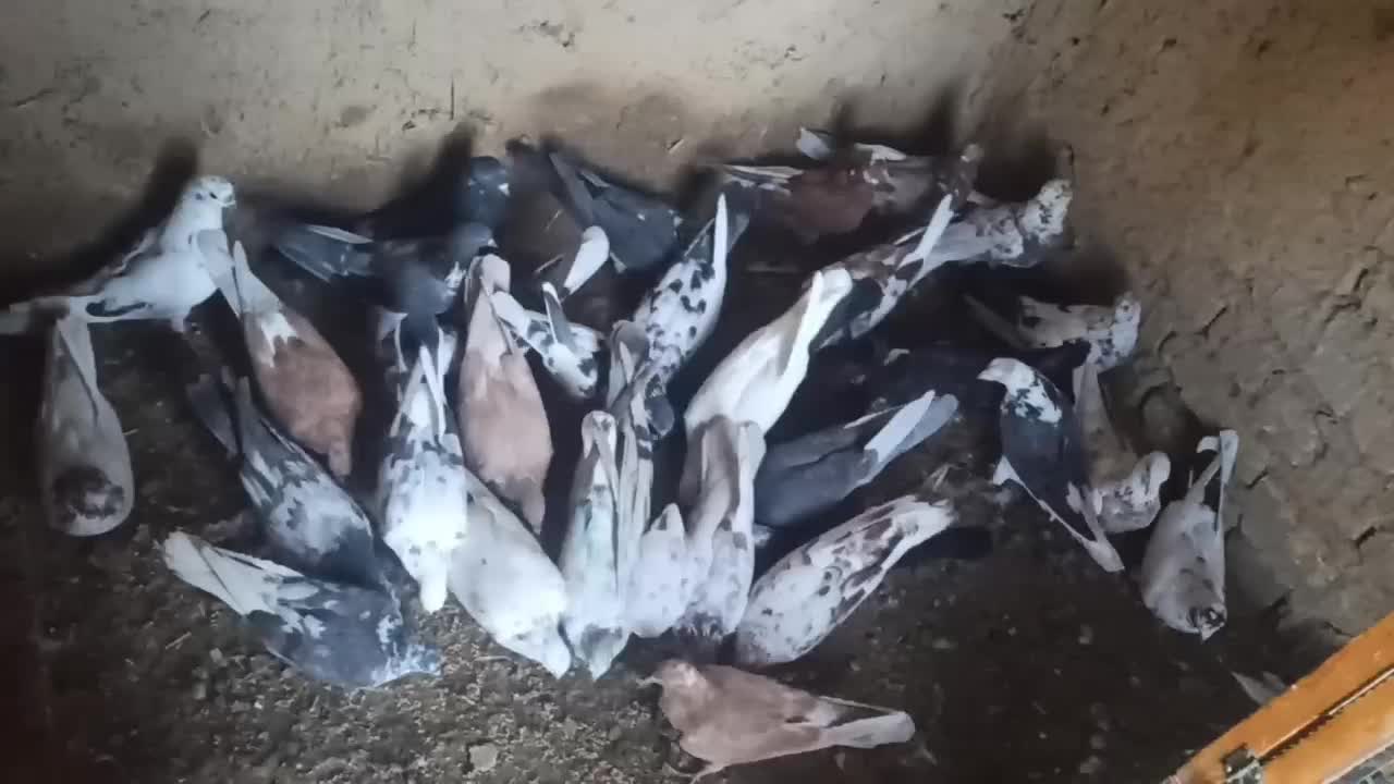 کب.تور پرشی|پرنده|خوانسار, |دیوار
