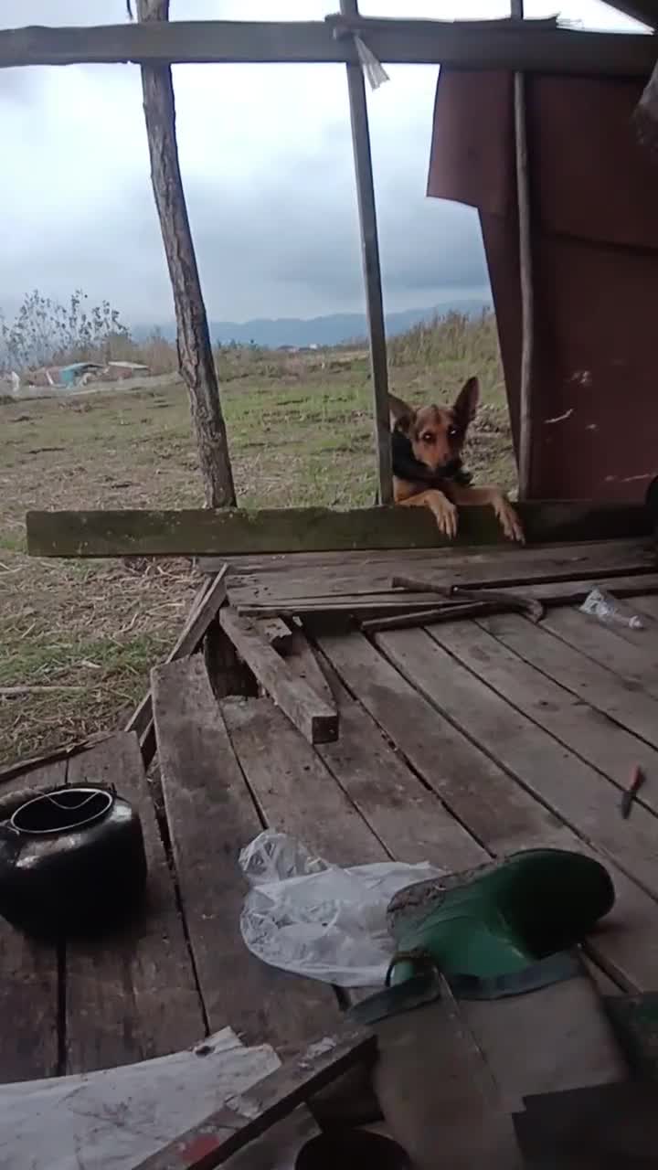 سگ ژرمن|سگ|چاف و چمخاله, |دیوار