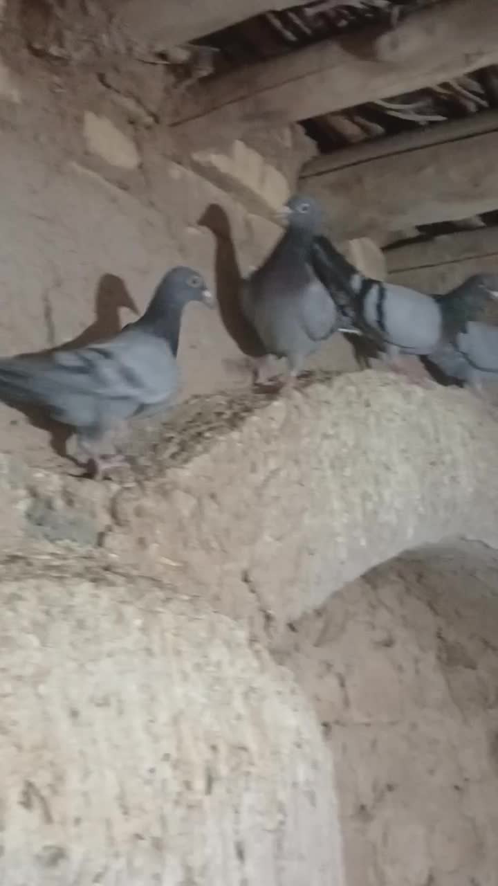 همه سالم و به شرط|پرنده|جغتای, |دیوار