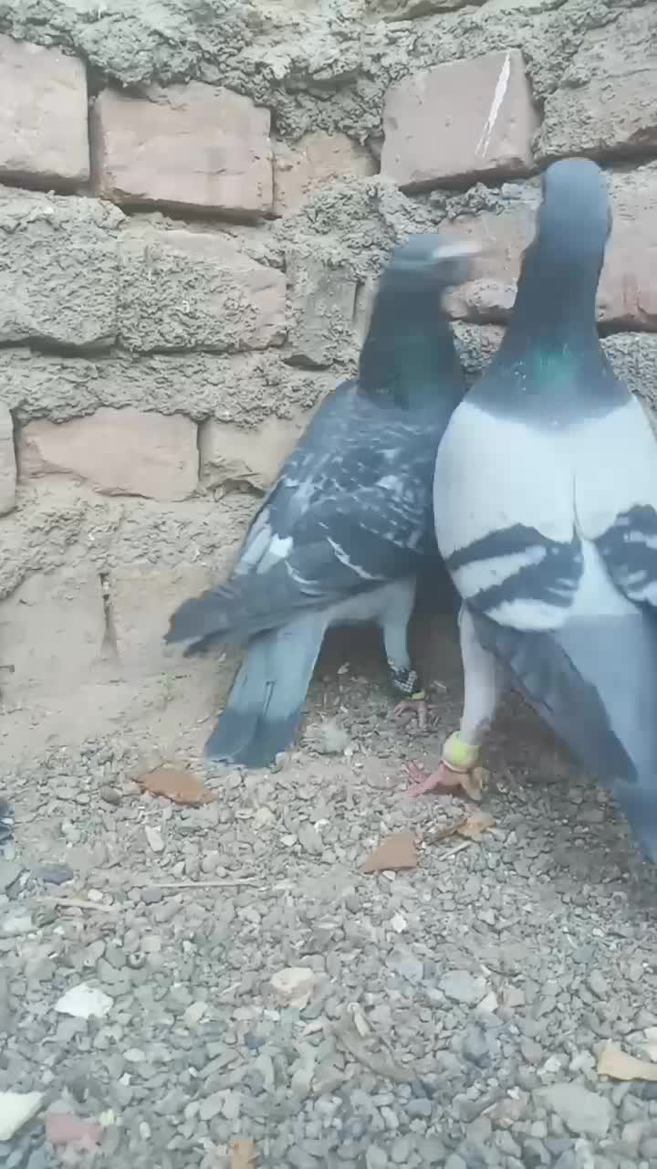 مجسمه کبوتر|مجسمه، تندیس، ماکت|زابل, |دیوار