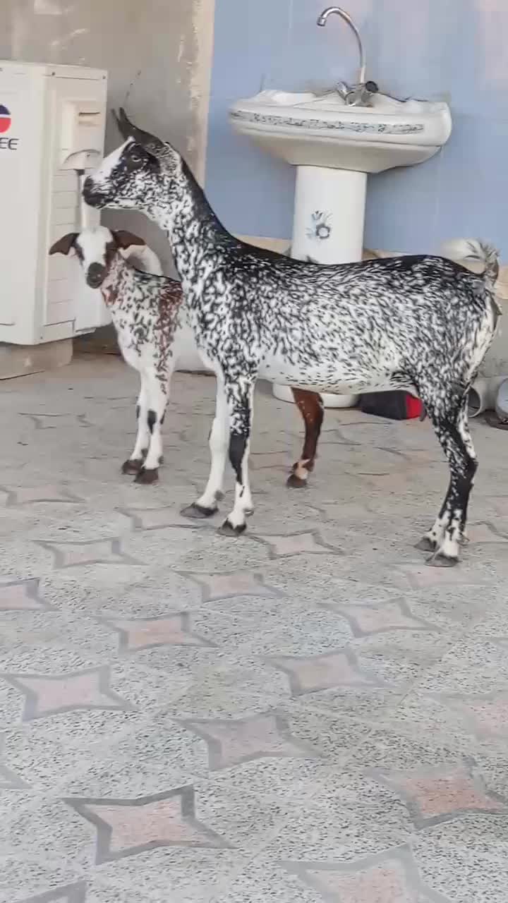 کهره نشی با بچه نر خوشرنگ تخمه جمولی|حیوانات مزرعه|قشم, |دیوار