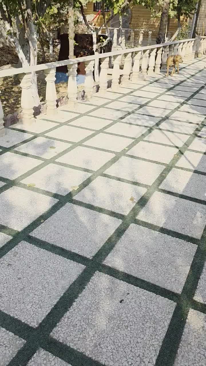 پیت بول|سگ|شهریار, بکه|دیوار