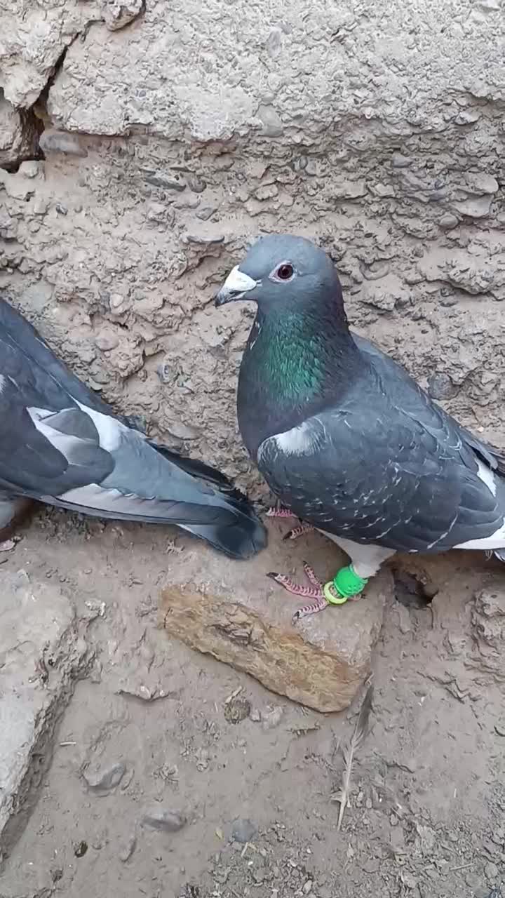 کبوتر|پرنده|زابل, |دیوار