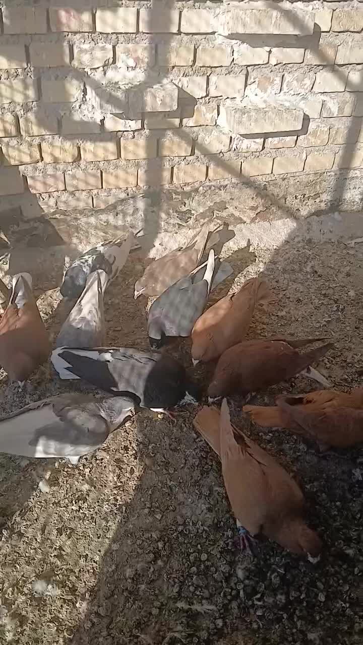 کبوتر دورگ|پرنده|خرمشهر, |دیوار