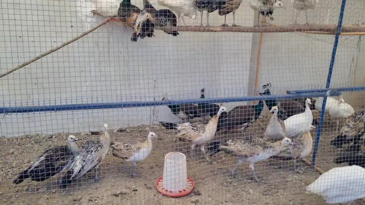 جوجه طاووس|پرنده|فرح آباد, |دیوار