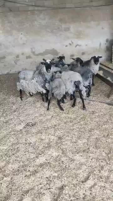 تعدادی میش رومانف و بز سانن|حیوانات مزرعه|خاوران, |دیوار