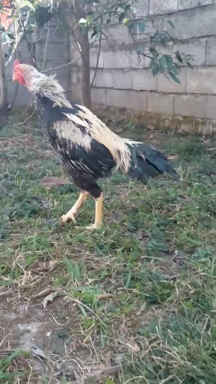 خروس لاری..|حیوانات مزرعه|رشت, گیل|دیوار