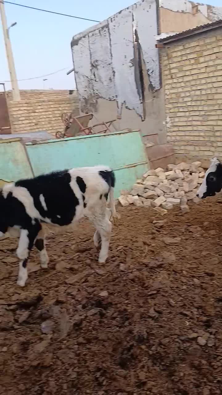 ۵راس گوساله ماده یک راس سمینتال ۴راس هولشتاین|حیوانات مزرعه|تاکستان, |دیوار