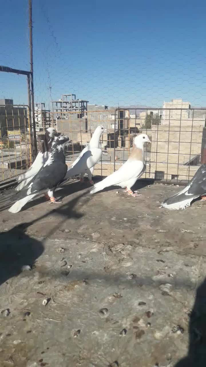 پرشی|پرنده|اسفراین, |دیوار