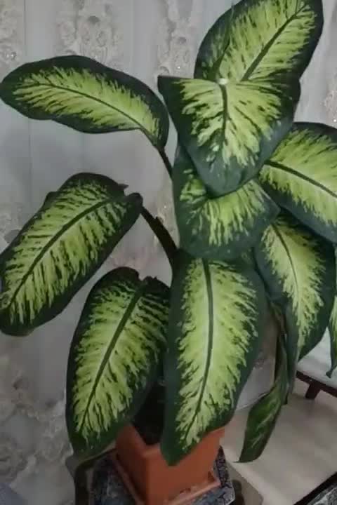 گل دیفن|گل و گیاه طبیعی|ابهر, |دیوار