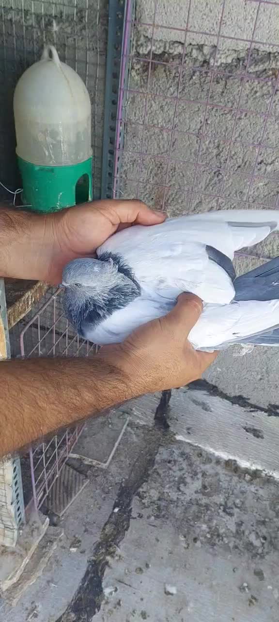 جفت سینه سبز|پرنده|شیراز, شهرک ترکان|دیوار