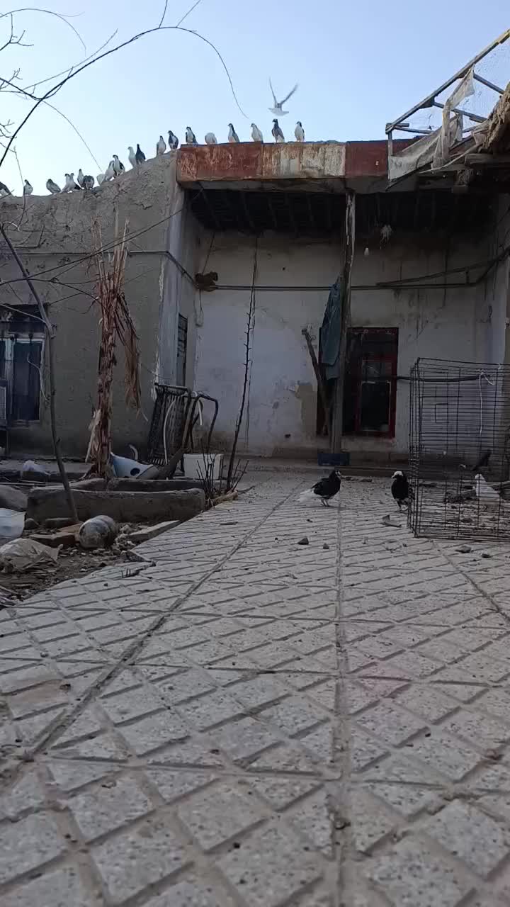 کبوتر|پرنده|اسفراین, |دیوار