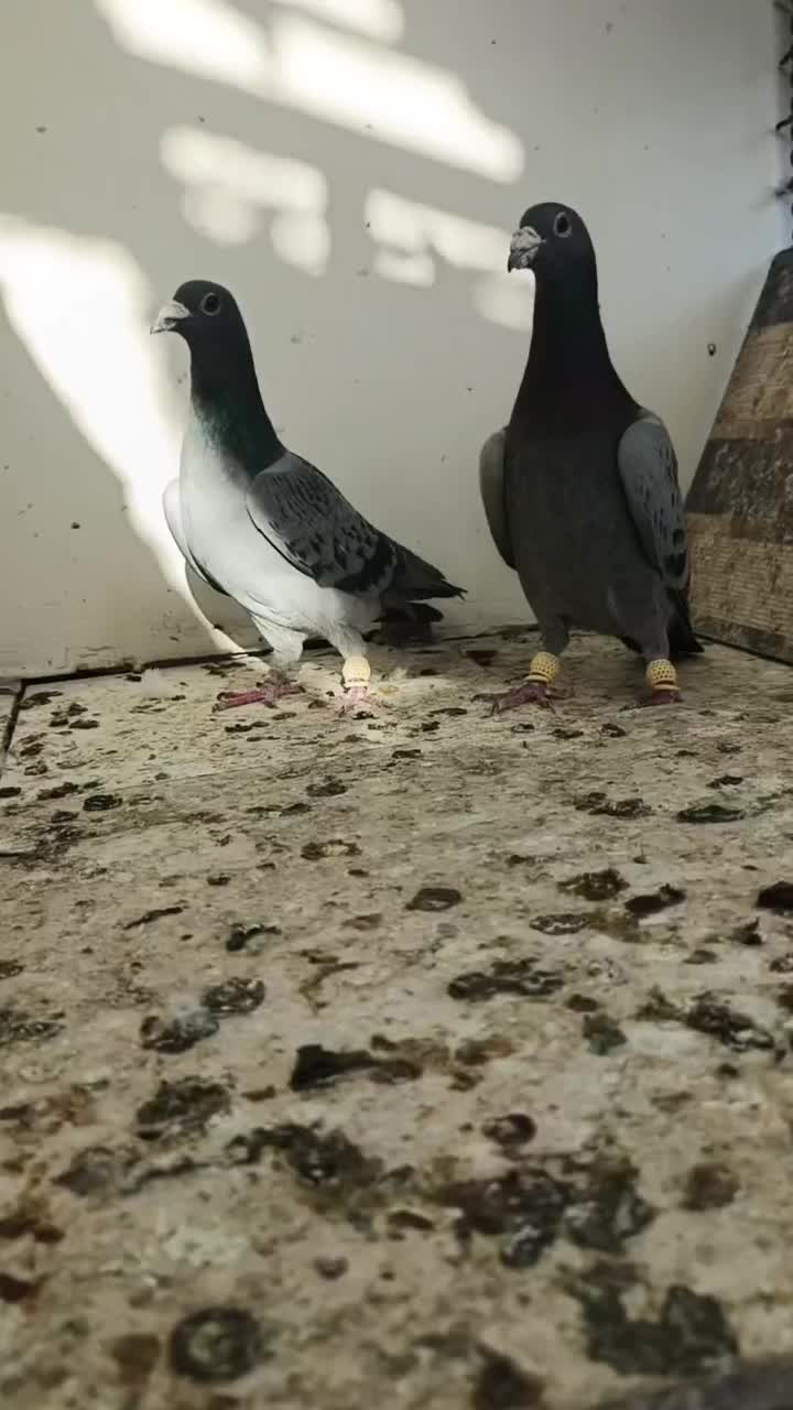 کبوتر|پرنده|مشهد, انصار|دیوار