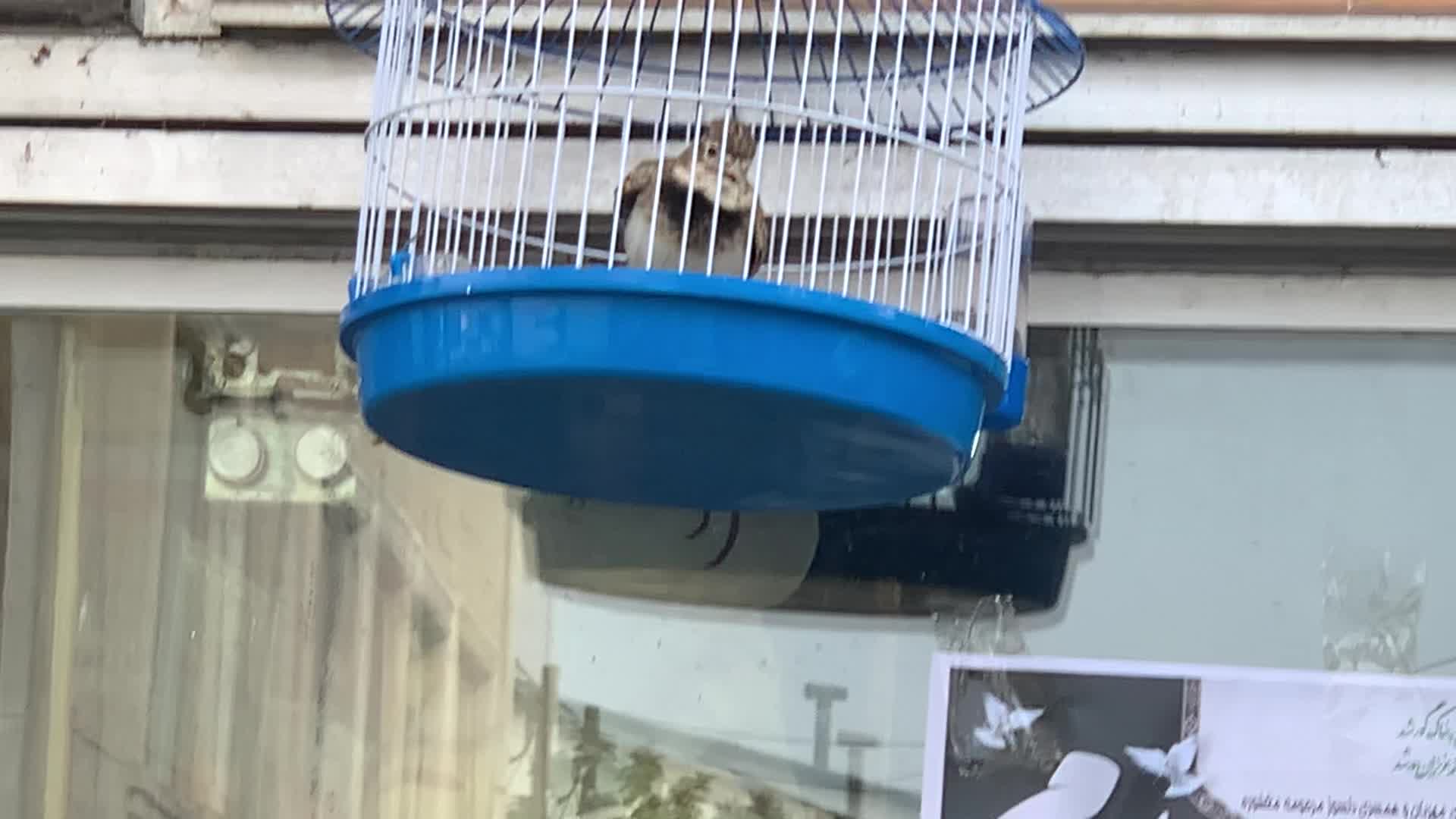 سهره قناری خاکی قرص|پرنده|چالوس, |دیوار