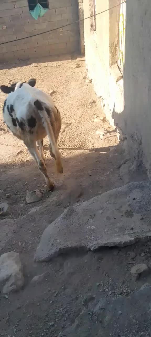 گوساله هلشتاین|حیوانات مزرعه|صحنه, |دیوار