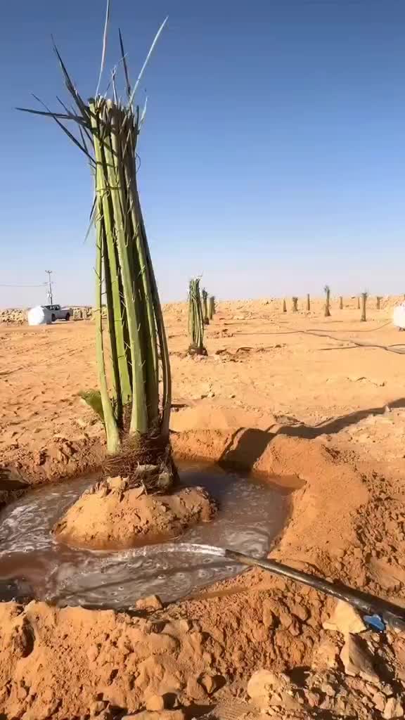 فروش انواع پاجوش پیارم و مجول|خدمات باغبانی و درختکاری|بندرعباس, |دیوار