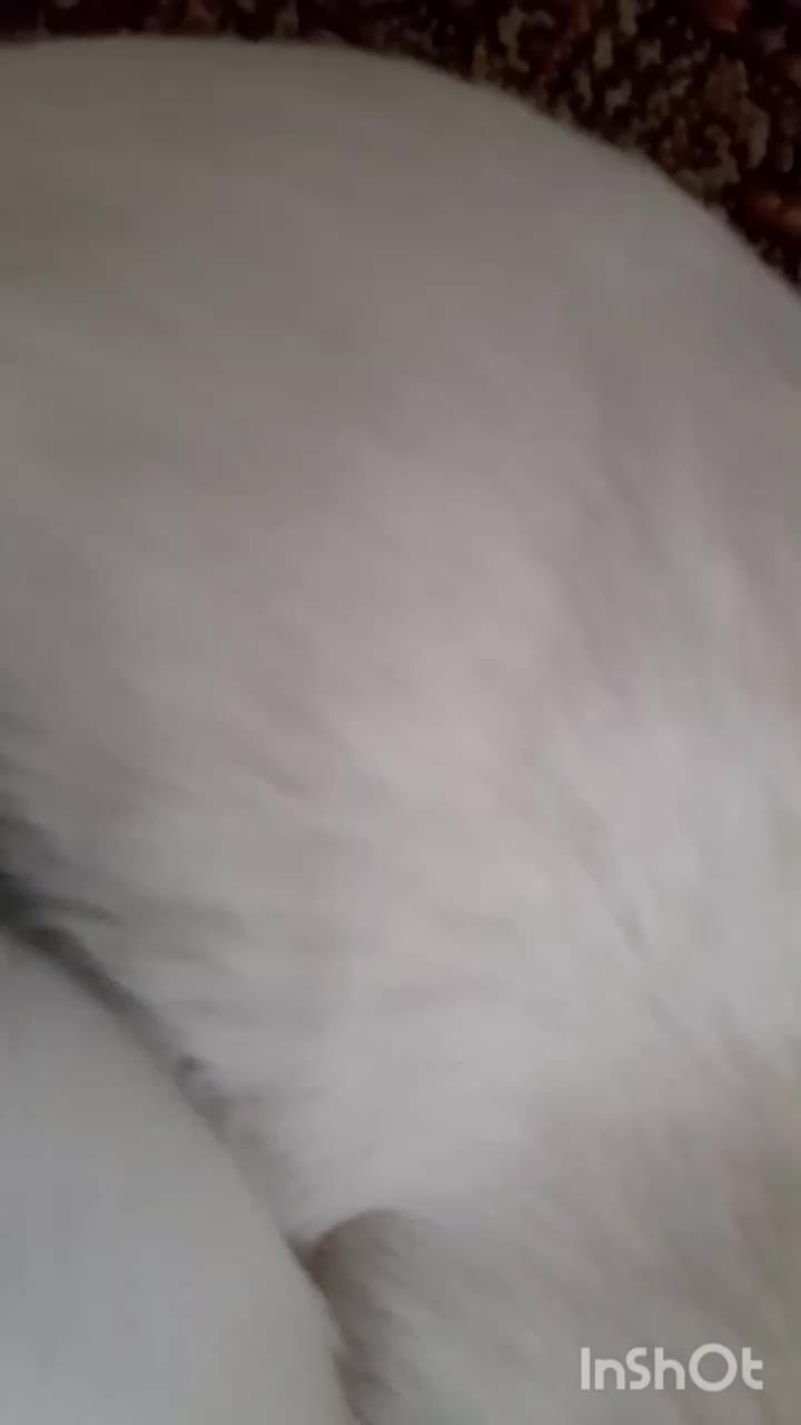 واگذاری بچه گربه|گربه|بابل, |دیوار