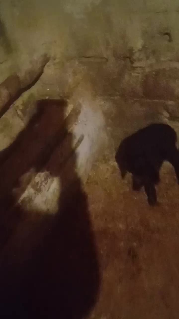 بره|حیوانات مزرعه|کنگاور, |دیوار