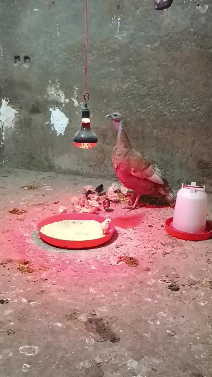 بوقلمون و جوجه بهترین نژاد|حیوانات مزرعه|بروجرد, |دیوار