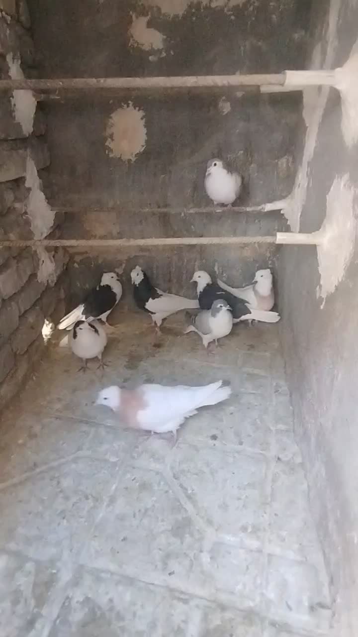 کبوتر هوایی و جفتگاه طوقی کلاغ دم ساده|پرنده|قائن, |دیوار