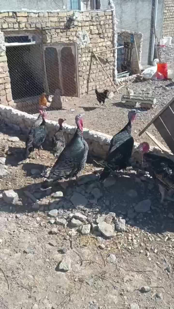 فروش کلی مرغ و خروس بوقلمون معاوضه|حیوانات مزرعه|تاکستان, |دیوار