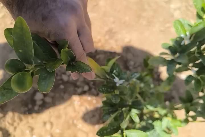 نهالهای چهارفصل صددرصد پرگل و پر میوه و درجه یک|گل و گیاه طبیعی|شیراز, احمدی جنوبی|دیوار