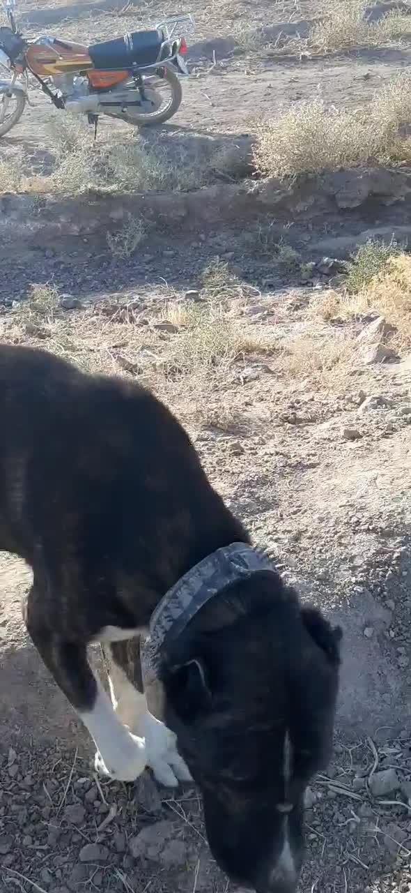 سگ فروشی|سگ|تربتحیدریه, پائین ولایت|دیوار