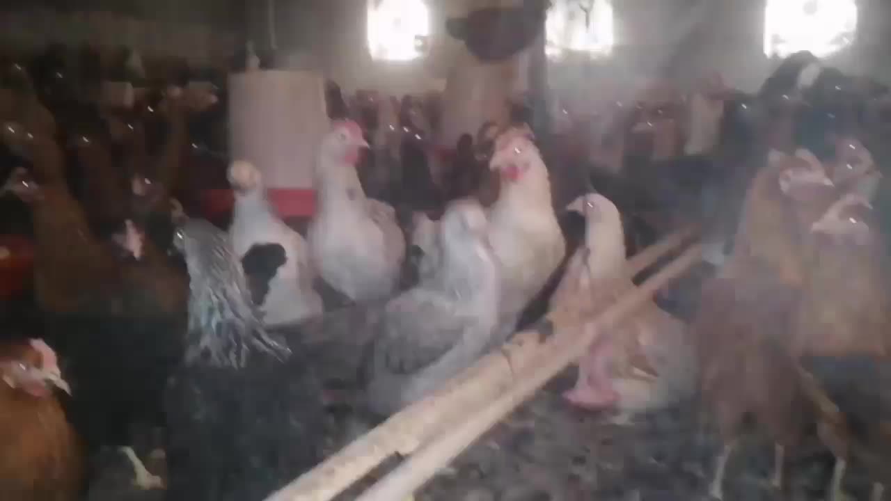 مرغ گلپایگان ۵ماه تازه به تخم اومده|حیوانات مزرعه|مشهد, شهرک شهید باهنر|دیوار