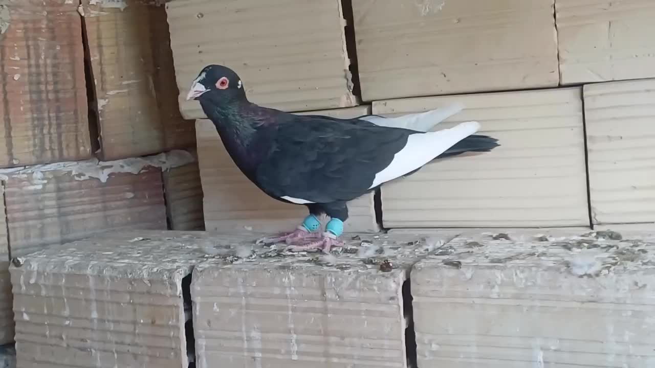 قارا سیاه|پرنده|الوند, |دیوار