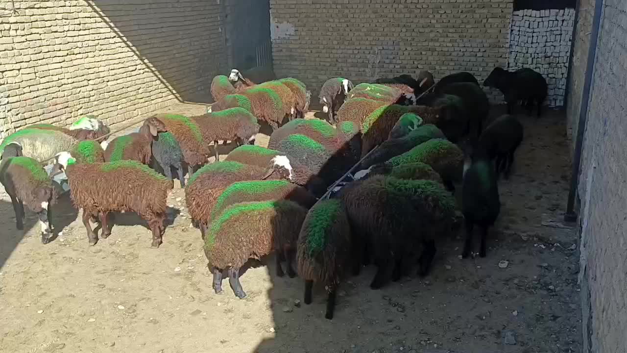 بره نر افشاری پای پروار|حیوانات مزرعه|چناران, |دیوار