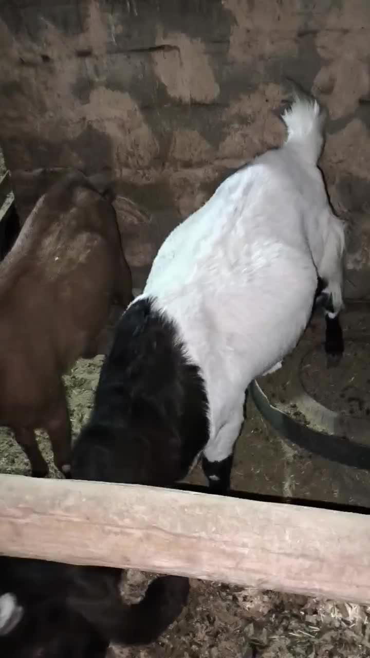 بز ماده آبستن پاکستانی و مورسیا و بز نر آلپاین|حیوانات مزرعه|دماوند, دماوند|دیوار