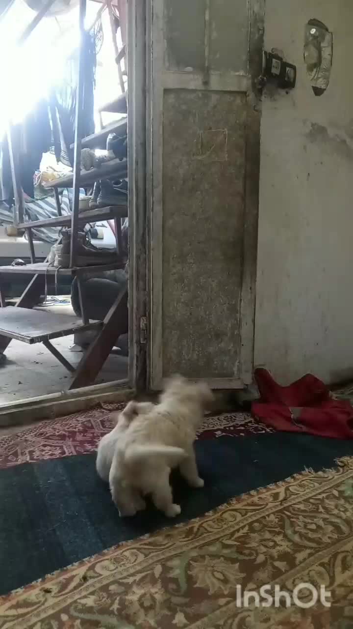 جفت جوجه سگ پامر خرسی روباهی گوش سیخ|سگ|زابل, |دیوار