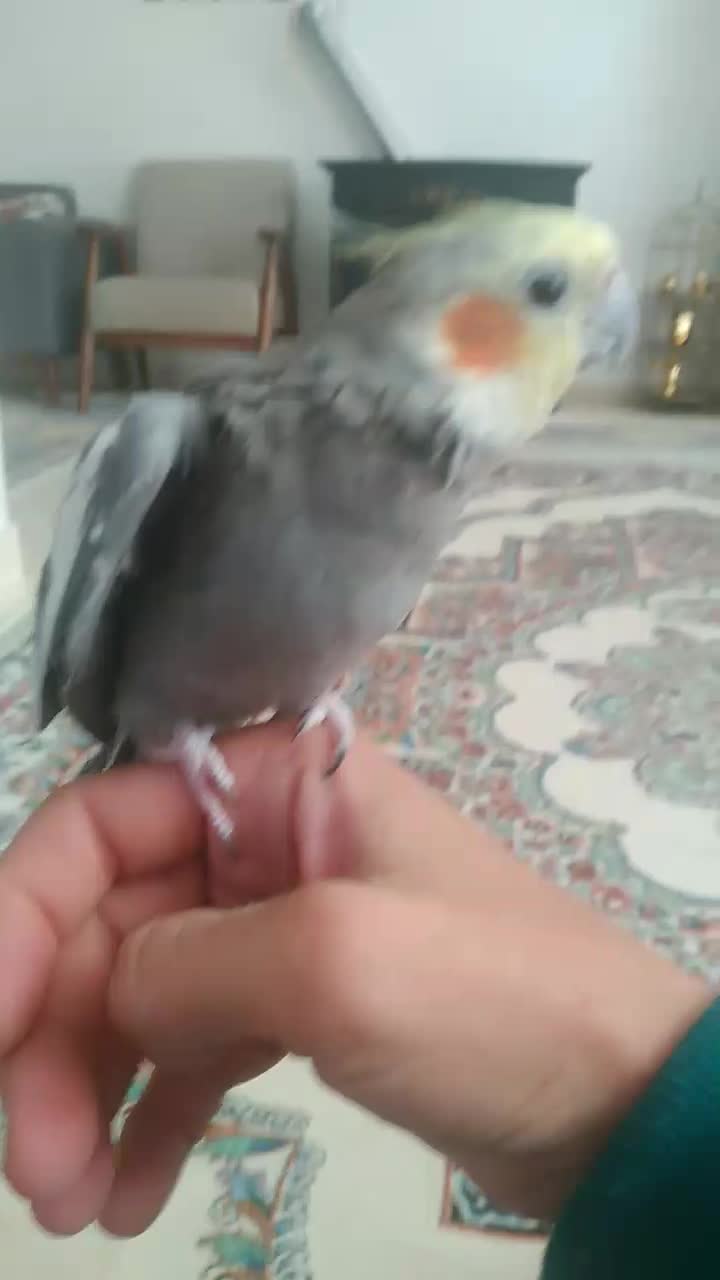 عروس هلندی سخنگو|پرنده|طرقبه, |دیوار