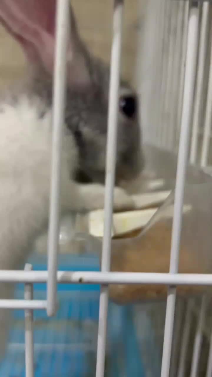 خرگوش|موش و خرگوش|مشهد, خواجه ربیع|دیوار