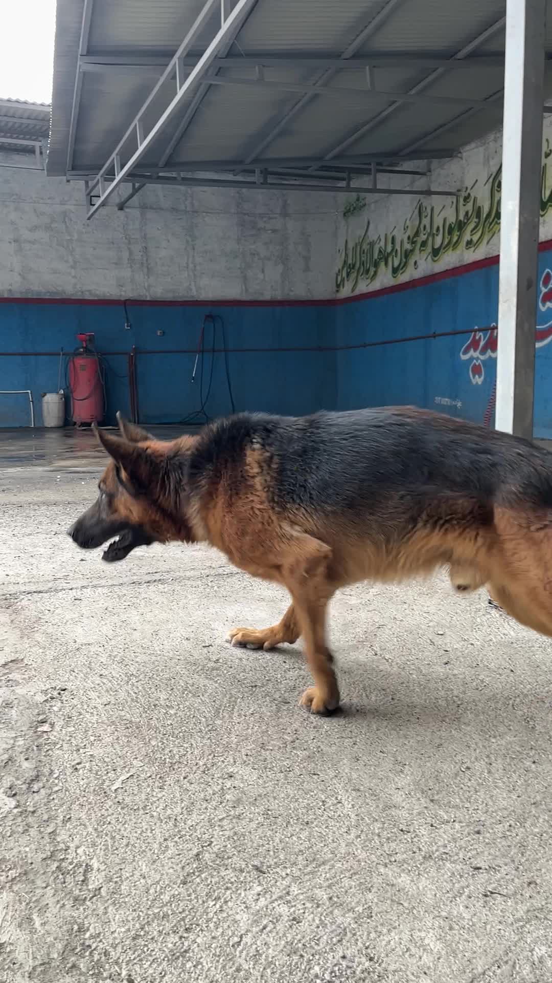 سگ ژرمن|سگ|قزوین, |دیوار