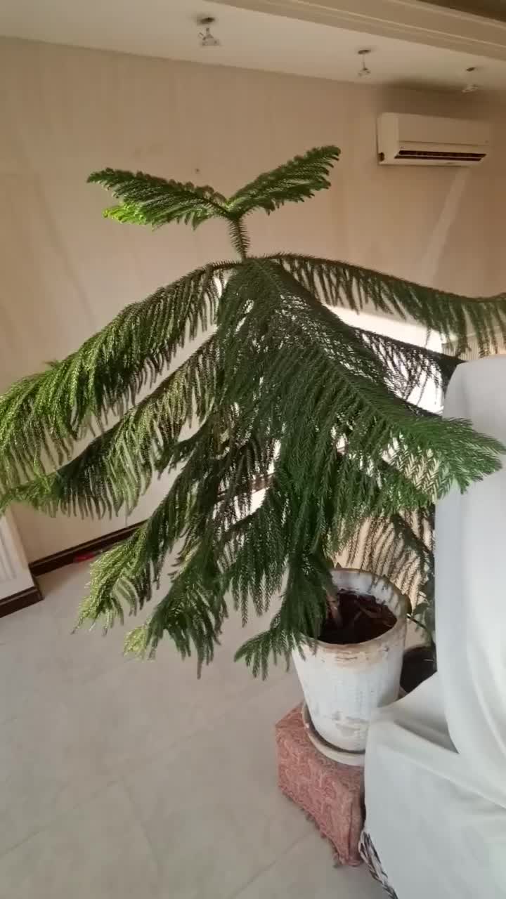 گیاه آپارتمانی|گل و گیاه طبیعی|رباط‌کریم, رباط‌کریم|دیوار