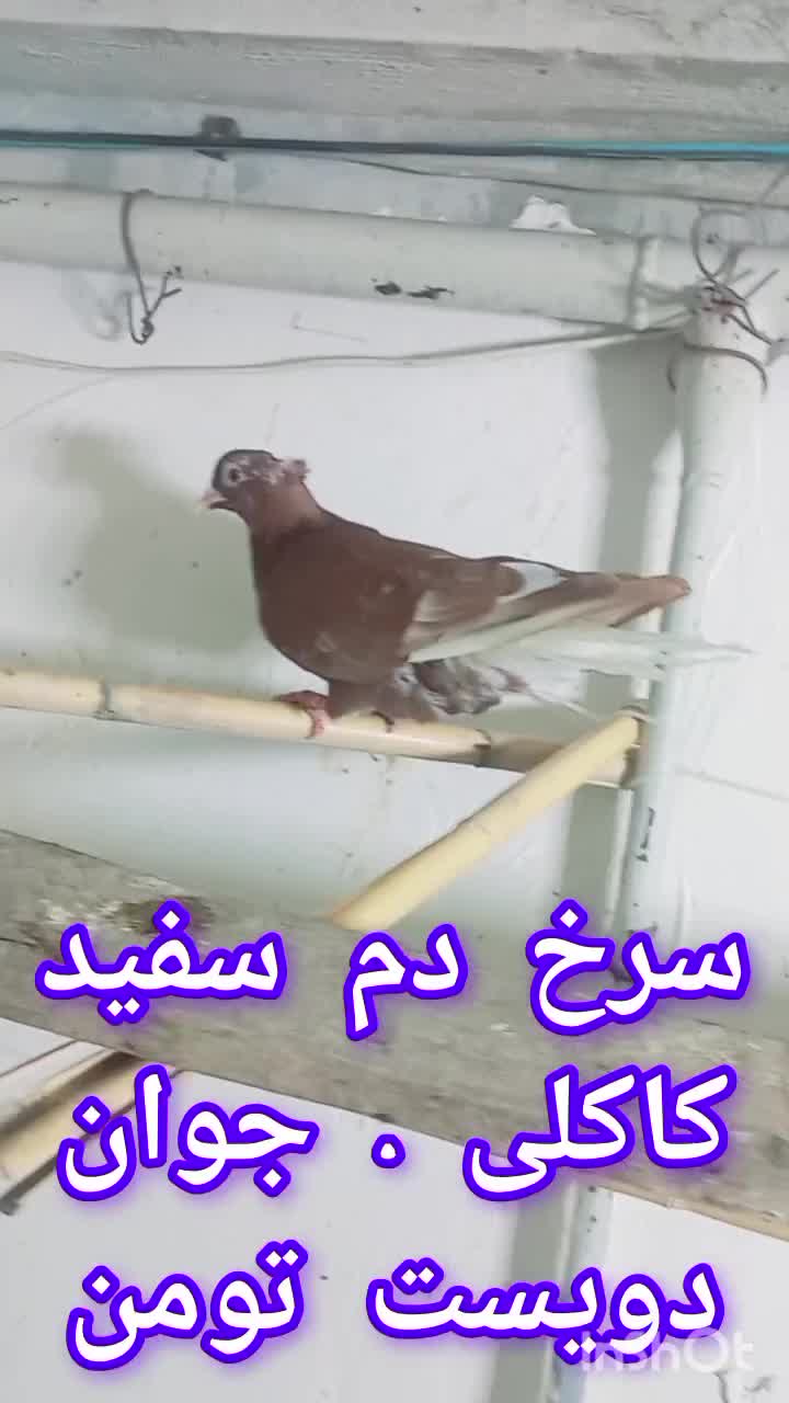 کبوتر ارزان .|پرنده|گنبد کاووس, |دیوار