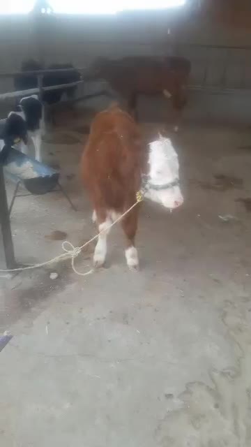 گوساله ماده سیمینتال|حیوانات مزرعه|مسجد سلیمان, |دیوار