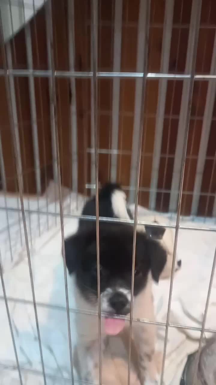 سگ پامر|سگ|اصفهان, ارغوانیه|دیوار