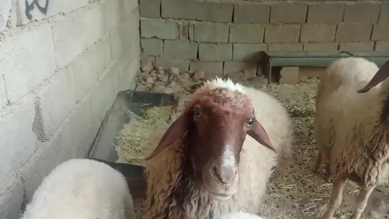 گوسفند آشتی وگوشتی|حیوانات مزرعه|سیروان, |دیوار